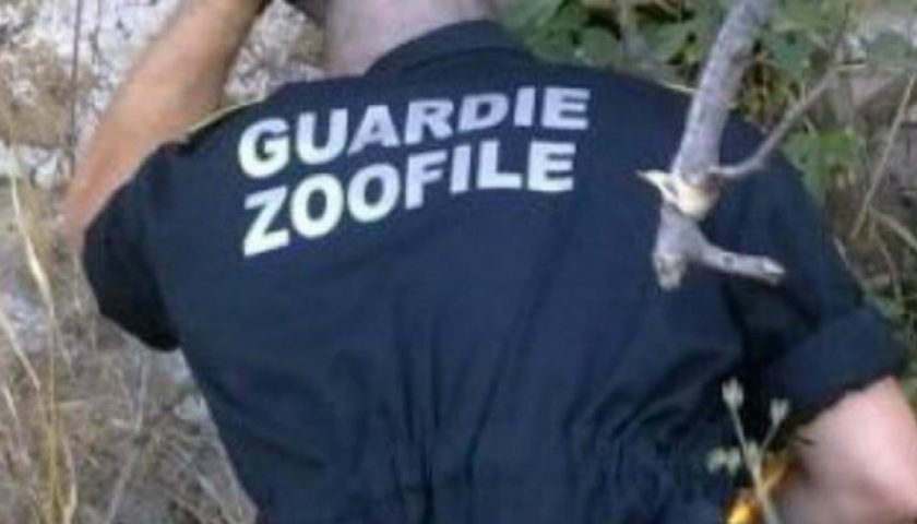 Bracconaggio, blitz delle Guardie Zoofile: denunciata una persona