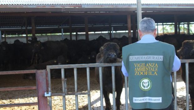 Sigilli ad azienda zootecnica di Eboli