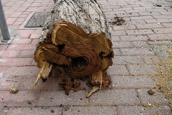 Abbattimento di alcuni alberi nel quartiere Torrione, interviene il sindaco Napoli
