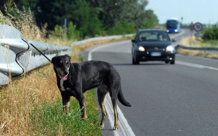 Cane legato a guardrail ed abbandonato sulla Cilentana