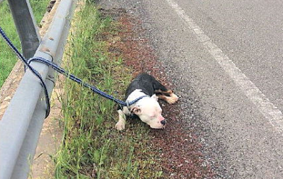 Pitbull legato al guardrail sulla Cilentana