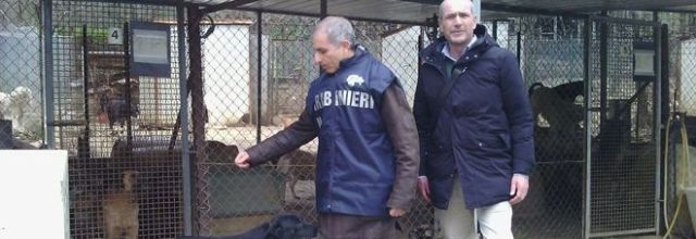 Montecorvino Rovella: nel forno le carcasse dei cani