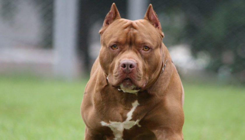 Pitbull senza guinzaglio aggredisce disabile e il suo cane a Montecorvino Rovella
