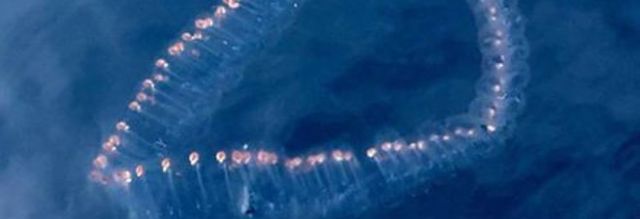 Avvistamento di Salpa maxima in Costiera amalfitana, possono alterare l’ecosistema