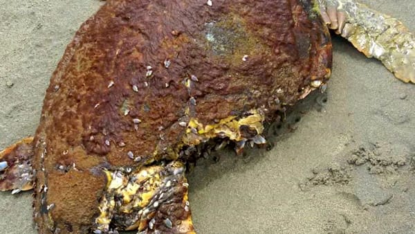Salerno, ritrovata una tartaruga in condizioni critiche a Mercatello