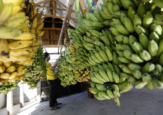 Da Giappone arriva la crio-banana, si mangia anche la buccia