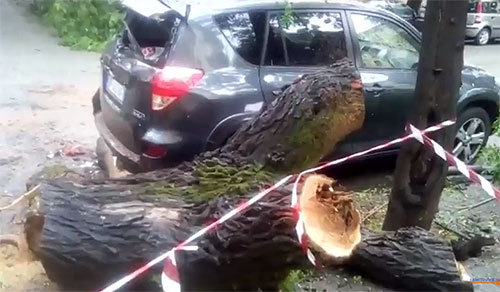 Vento e maltempo, grosso albero cade sulle auto