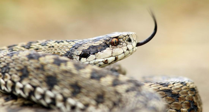 Morso da una vipera, salvato dal siero in ospedale