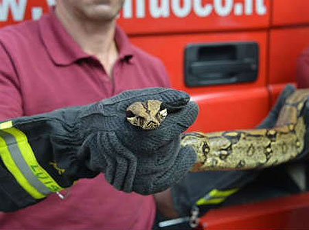 Serpenti in strada a Salerno