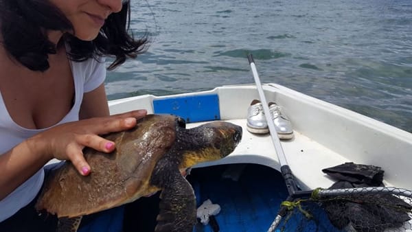 Ascea, salvata una tartaruga “caretta caretta”