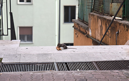 Allarme topi a Pastena e in Piazza San Francesco