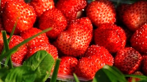 A Petina la festa della fragolina di bosco: ecco il programma