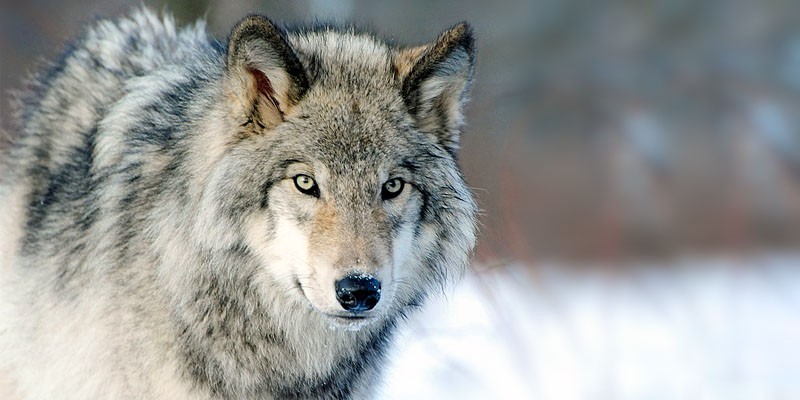 Picentini: grosso lupo si avvicina alle case e sbrana gli animali