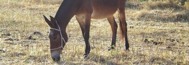 Caviglia imbrigliata nelle redini, donna trascinata e uccisa dal mulo