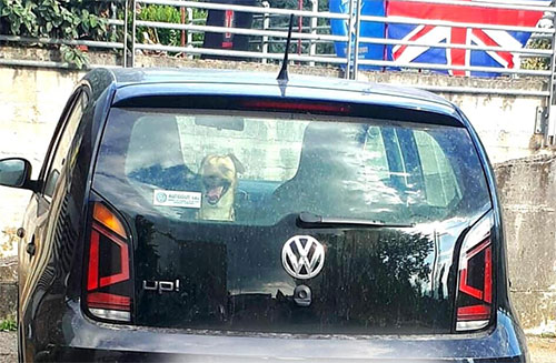 Cane chiuso in auto sotto il sole: salvato dai Carabinieri