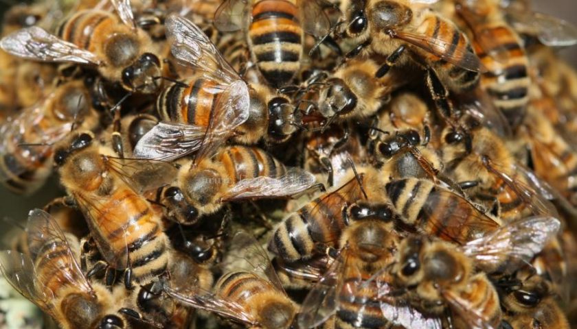 Giffoni: bimbo attaccato da uno sciame di vespe