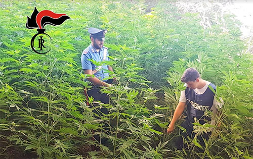 Coltivava droga nella serra, arrestato imprenditore agricolo a Pagani. Sequestrati 280 chili di marijuana