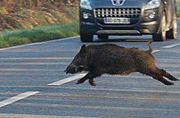 Atena Lucana, cinghiale taglia la strada a una moto: ferito centauro