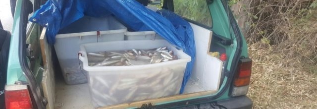 Sequestrati 80 kg di pesce trasportati in portabagagli Panda