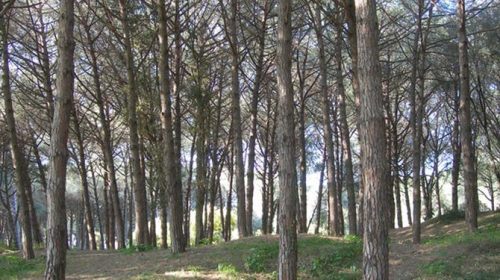 Capaccio Paestum, Celano e Minella (Forza Italia): presentata interrogazione in Consiglio regionale sulle gravi criticità della pineta