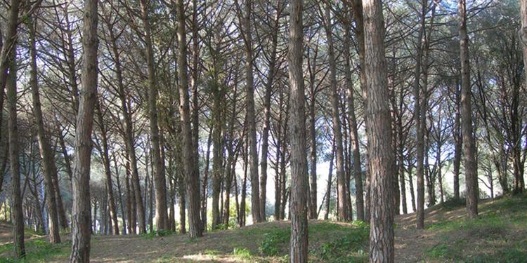 Cade su un cavo della pubblica illuminazione mentre taglia i rami, grave 41enne