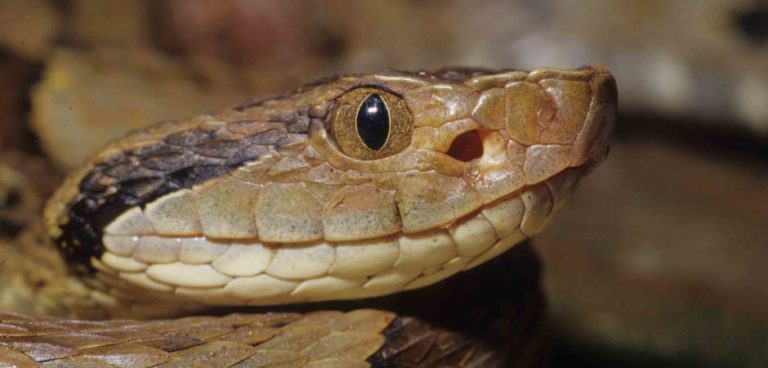 Agropoli: Serpente sbuca dallo scooter e spaventa il proprietario