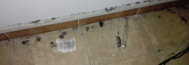 Sant’Arsenio, topi a scuola: il sindaco Pica chiude la Media