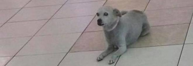 Pagani, rapita la cagnolina Peggie: simbolo del centro commerciale