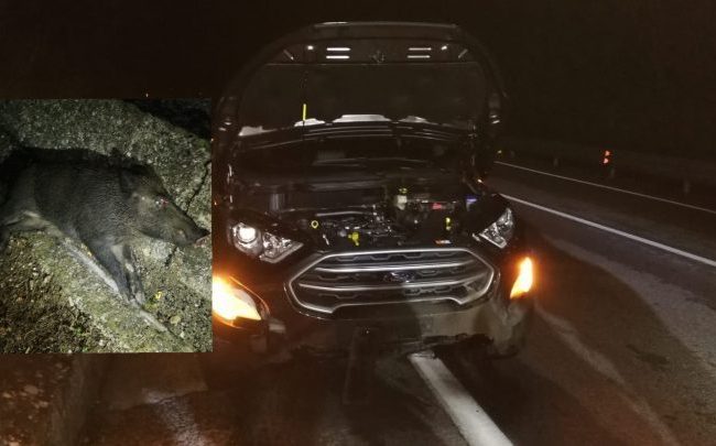 Cinghiale provoca un incidente sulla statale, cinque persone ferite