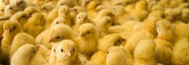 Rogo in fattoria, strage di animali