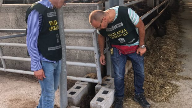 Capaccio, sigilli ad un’azienda zootecnica