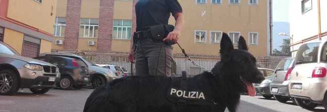 Nocera, piazza di spaccio scoperta grazie al fiuto del cane poliziotto Kira