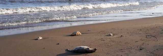 Salerno: topi morti sulla spiaggia del centro