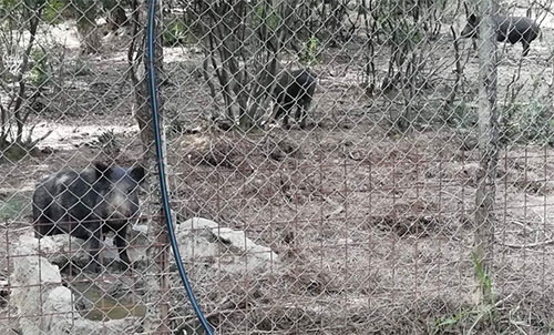 A Vibonati detenzione illecita di cinghiali