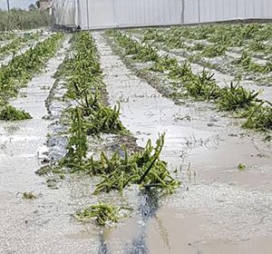 Grandine e vento sul Vallo di Diano, danni alle coltivazioni e alle linee elettriche