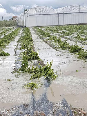 Maltempo, Coldiretti: non solo danni, è boom per i funghi