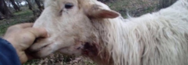 Allarme in provincia di Salerno: branco di lupi fa strage di pecore