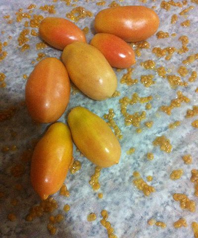 Gastronomia: rinasce il pomodorino giallo di Rofrano