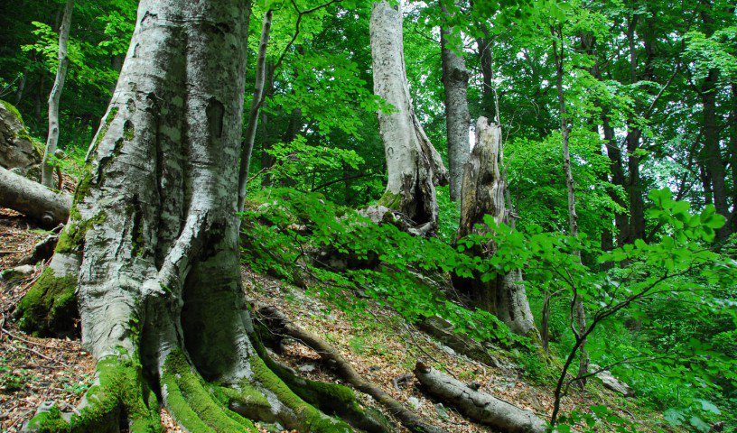 Piani di forestazione e bonifica montana: dalla Regione Campania 20 milioni di euro a comunità montane e amministrazioni provinciali