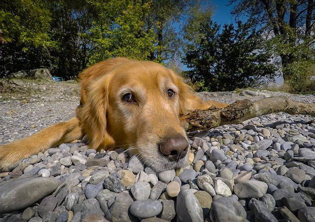 Il cane è il migliore amico dell’uomo da oltre 9.000 anni