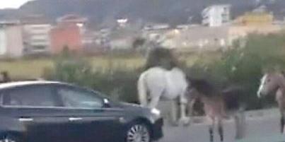 Cavalli sulla strada a Eboli, panico e polemiche al rione Pescara