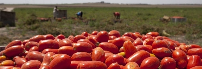 Passata di pomodoro scaduta, denunciato imprenditore nell’Agro