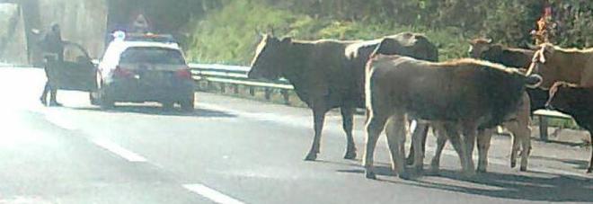 Bovini vaganti sulla Avellino-Salerno: travolti e uccisi, traffico in tilt per ore