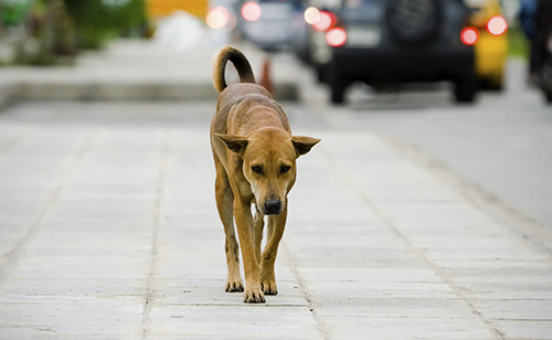 Cava, abbandona un cane: un 56enne denunciato in Procura