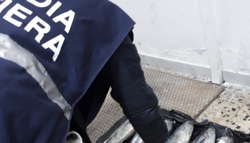Guardia Costiera: preso l’Arsenio Lupin del tonno rosso, sequestrati 20 esemplari sotto misura