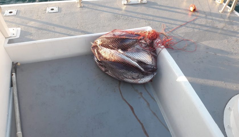 Pesca illegale del tonno rosso, ancora un sequestro della Guardia Costiera in costiera amalfitana