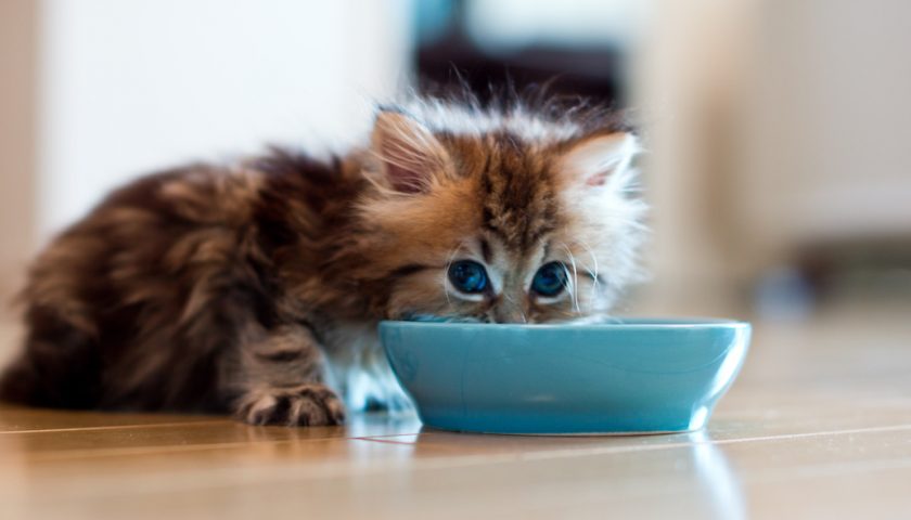 Gatti, i consigli per alimentarli nel modo corretto