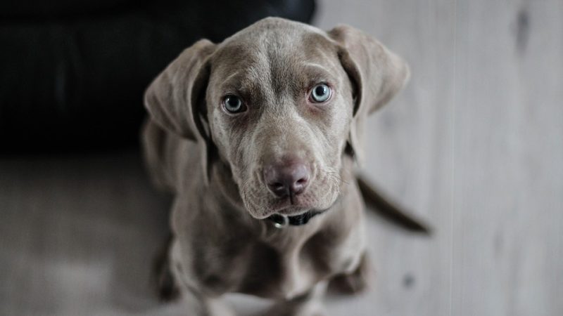 Consigli per la corretta alimentazione dei cani