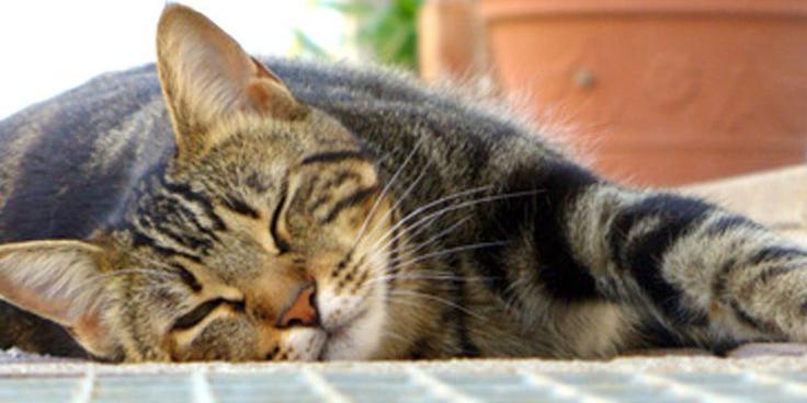 Strage dei gatti a Battipaglia: presi i responsabili
