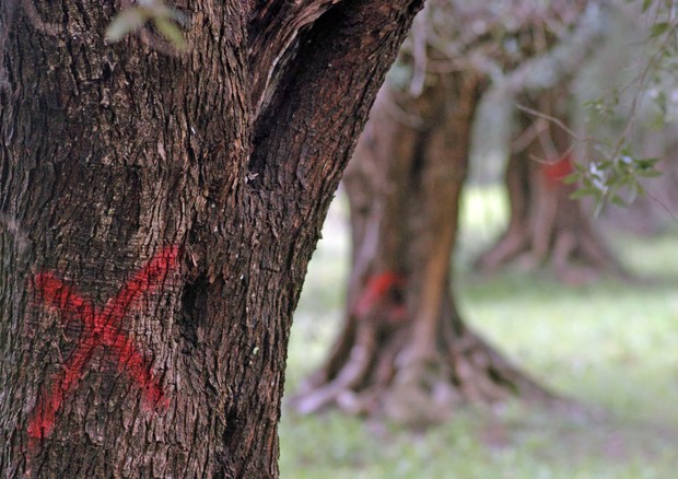 Stretta anti Xylella, distruzione degli ulivi infetti o il carcere